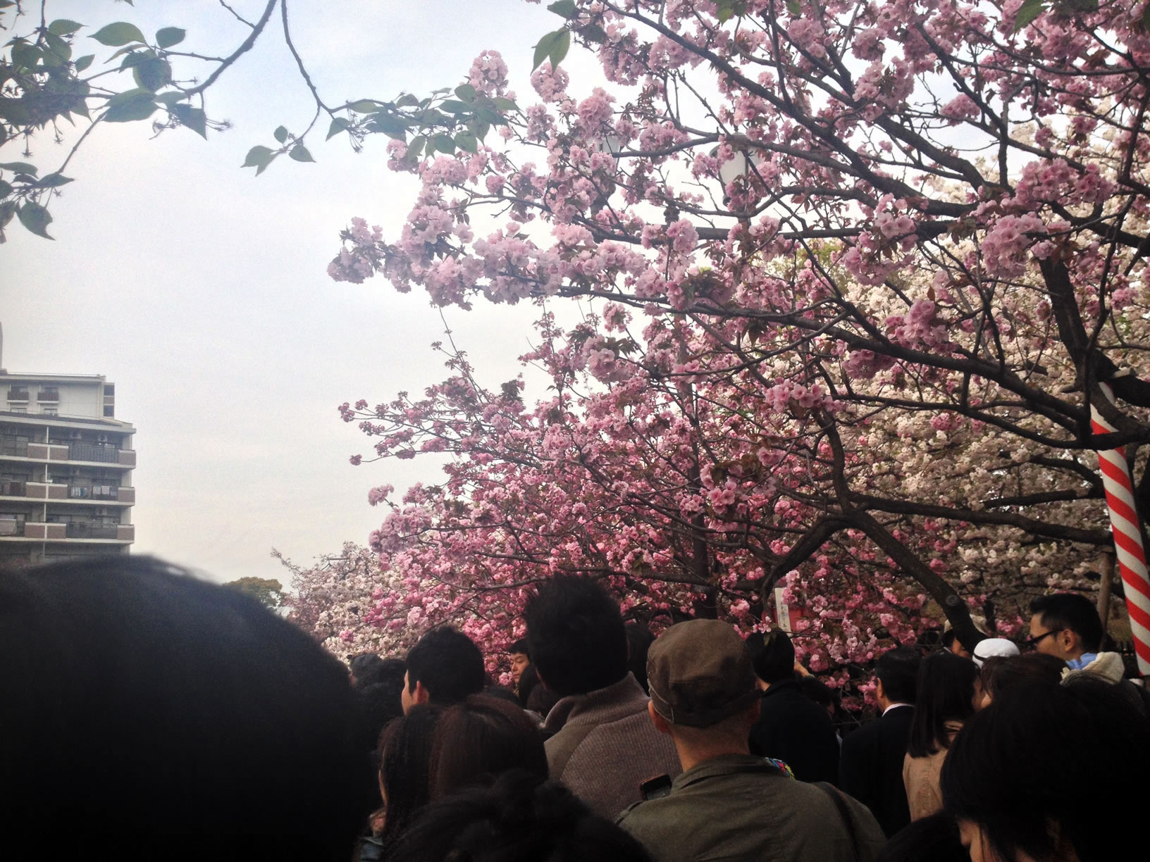 2014年の造幣局桜の通り抜け08 2014年の造幣局桜の通り抜け08